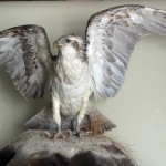 Taxidermy osprey at the museum