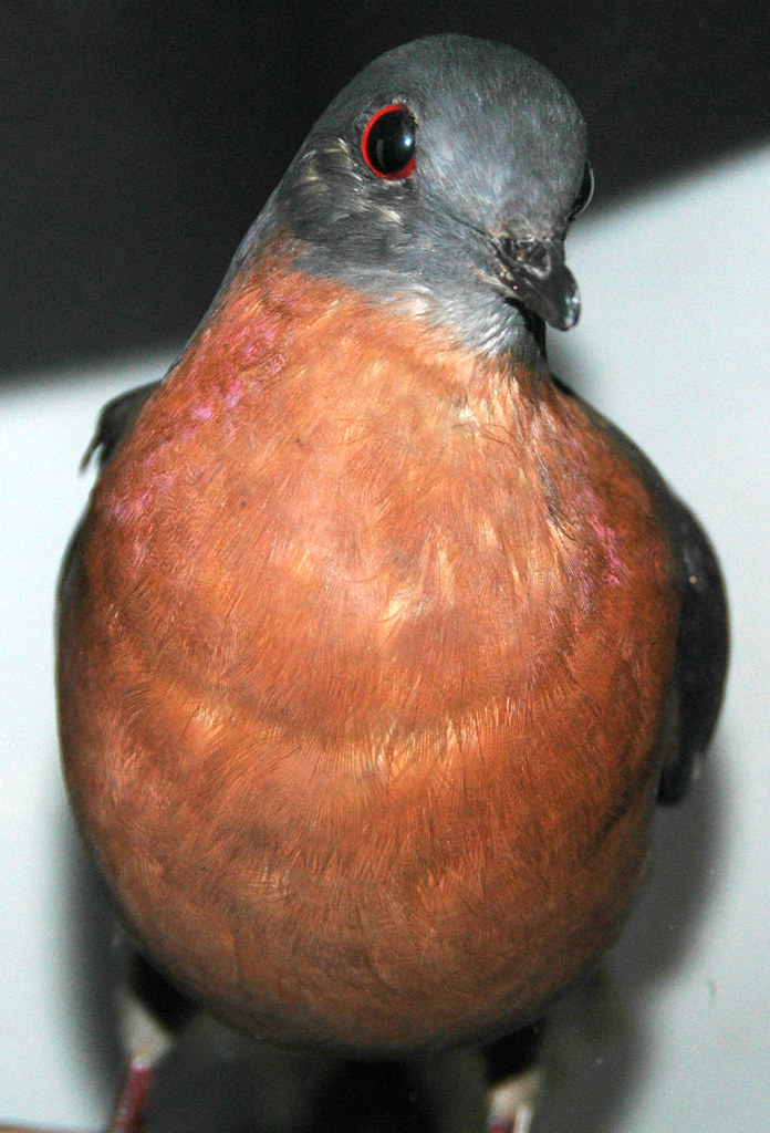 wikipedia passenger pigeon